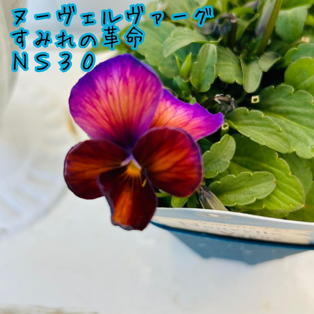 ＮＳ３０♥ サトウ園芸ヌーヴェルヴァーグ　すみれの革命♥超希少♥花苗ポットごと