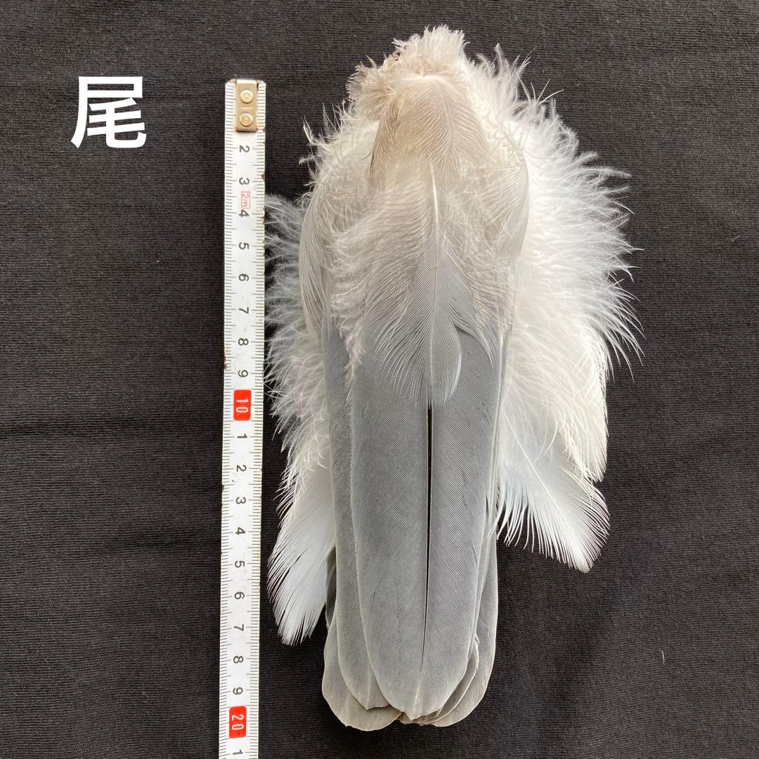 アオサギの翼標本と尾標本　鳥の羽根