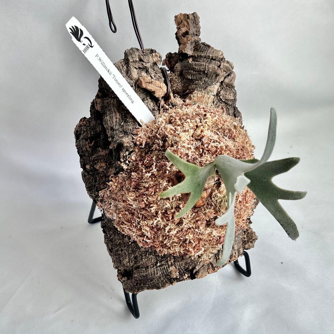 P.Yellow Moon Dwarf Totoro' （spore）【52】