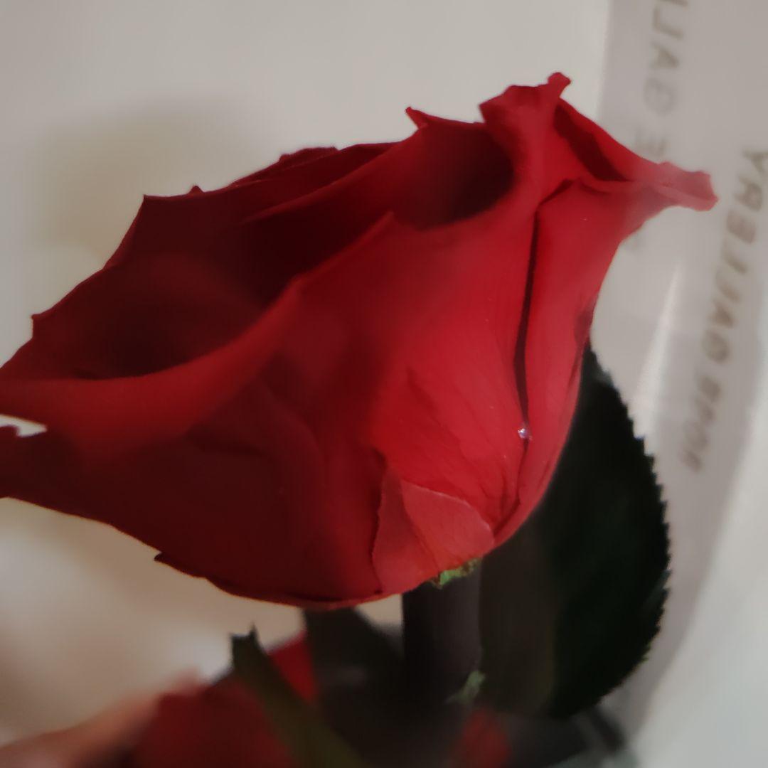 ローズギャラリー　ブリザードフラワー　バラ　薔薇