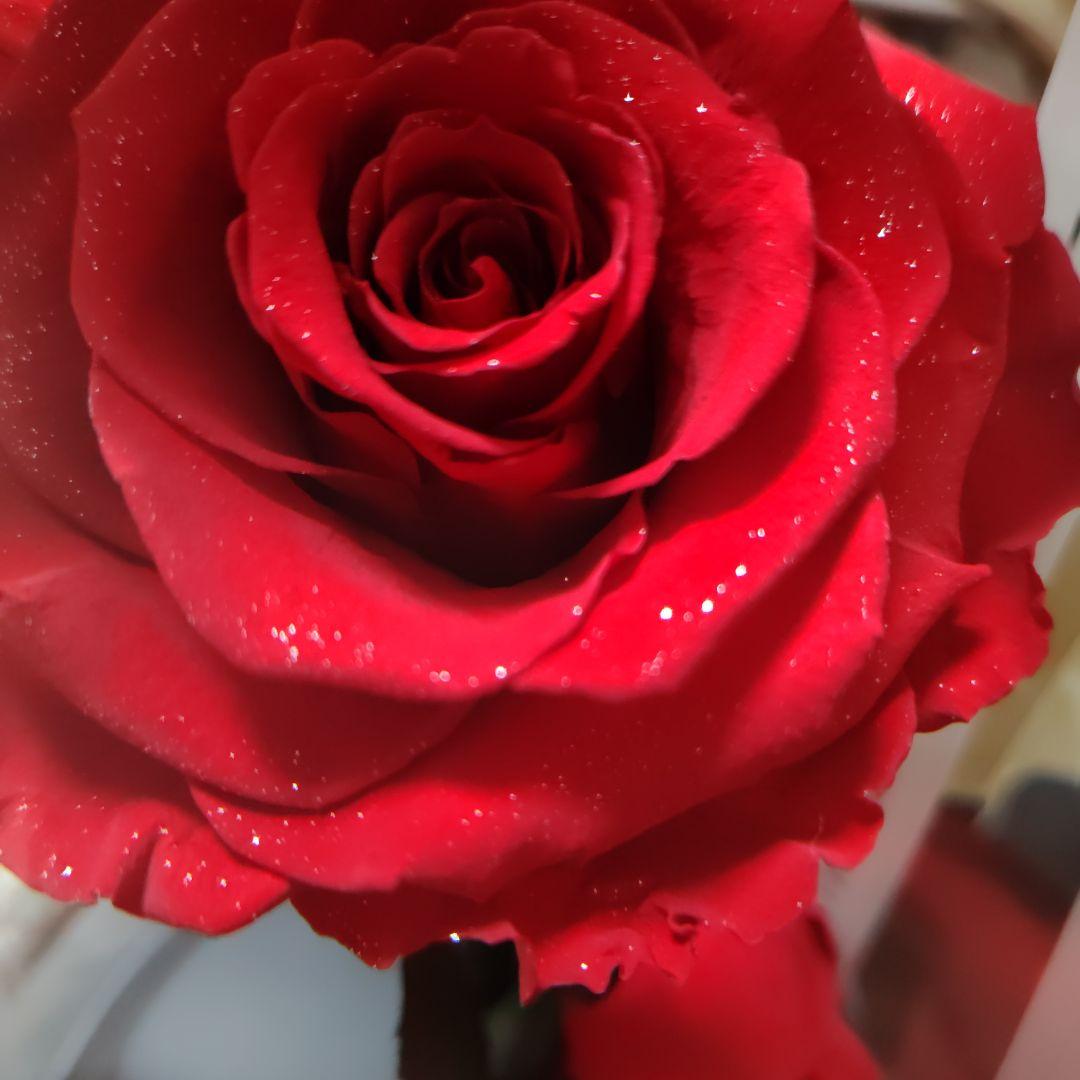 ローズギャラリー　ブリザードフラワー　バラ　薔薇