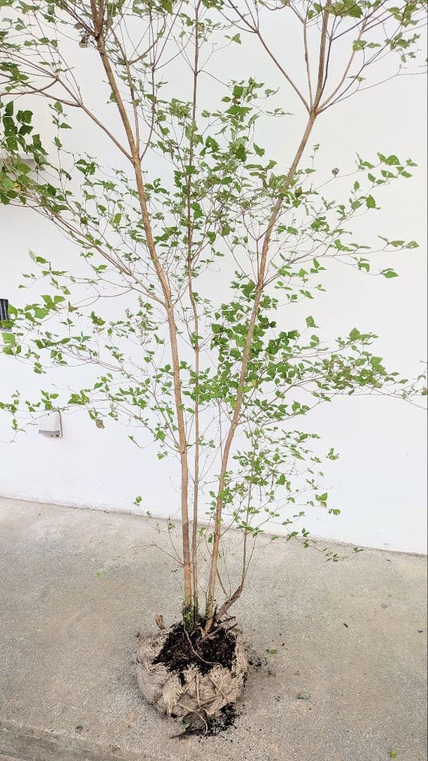 3mもの。奇跡の山採りミツバツツジ。