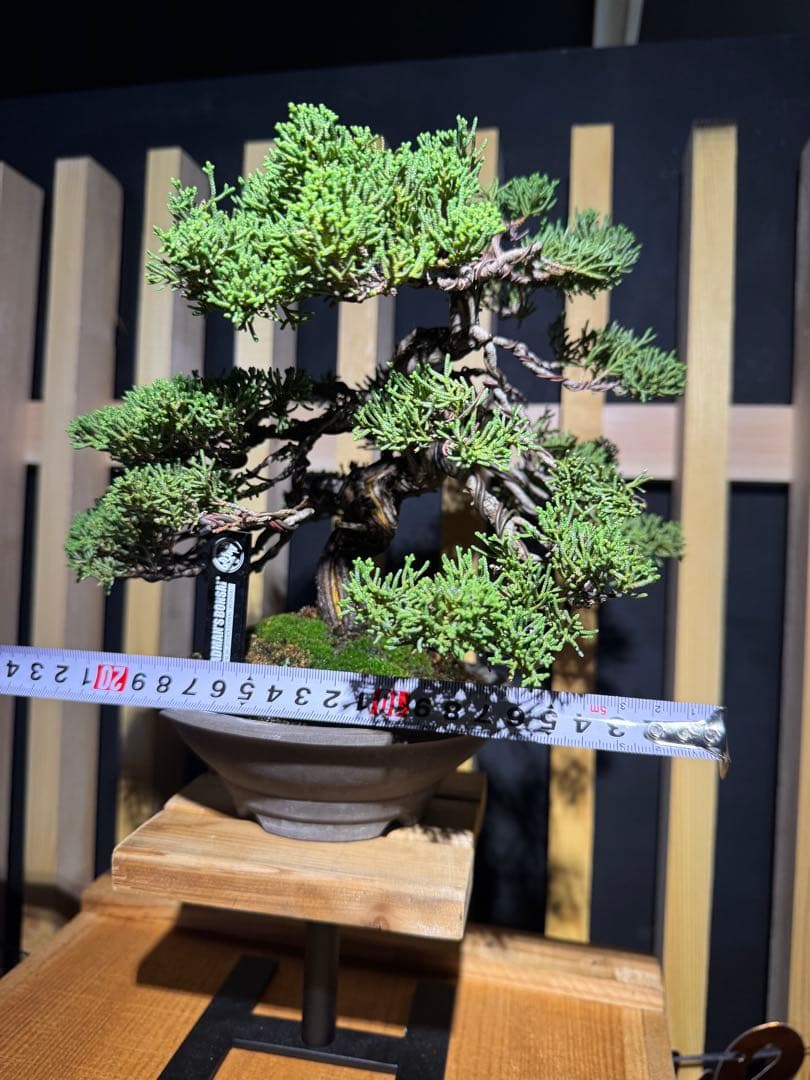 盆栽 (真柏)