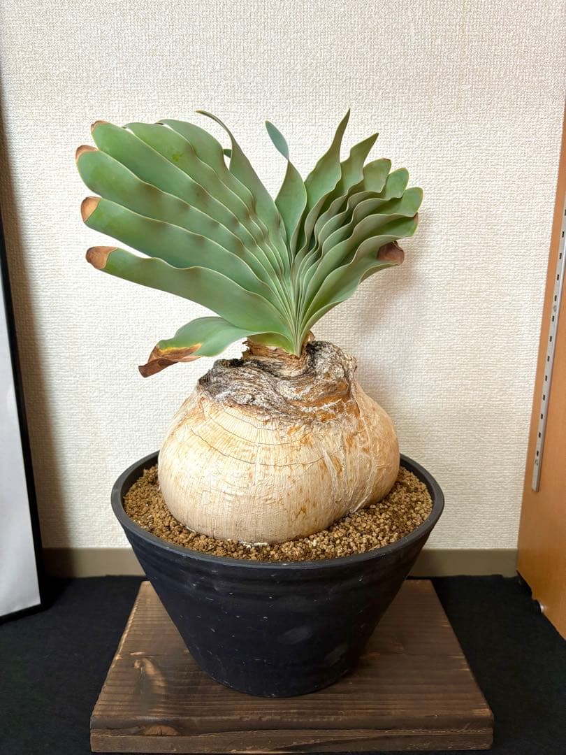 超大型現地株　ブーファンハエマンソイデス