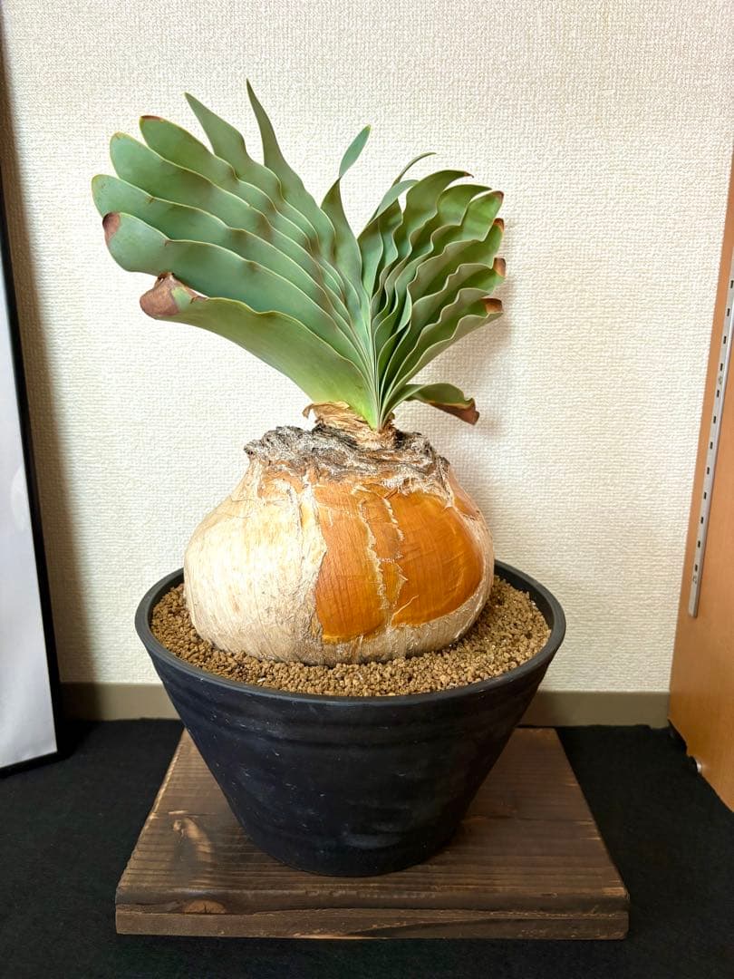 超大型現地株　ブーファンハエマンソイデス