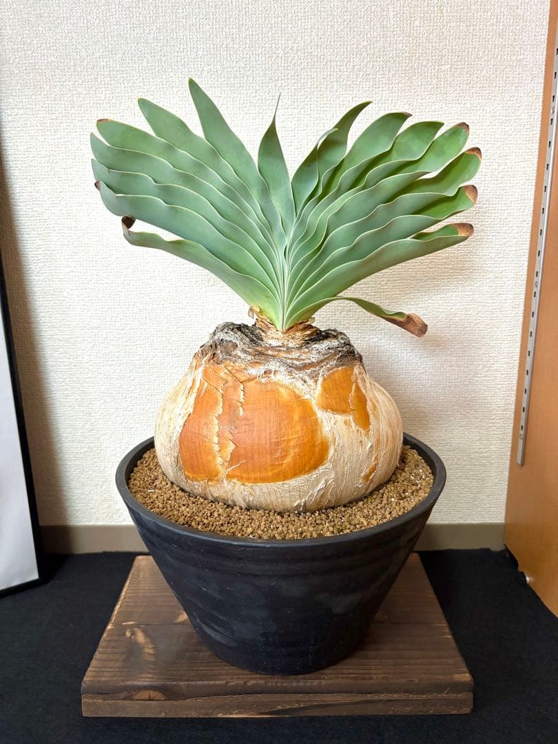 超大型現地株　ブーファンハエマンソイデス