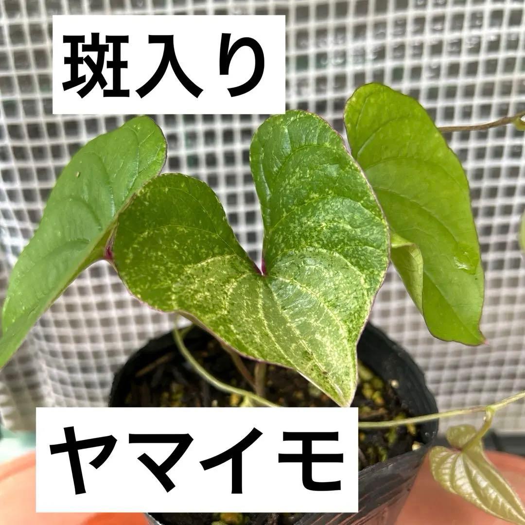 販売停止 斑入り やまいも 苗 ①