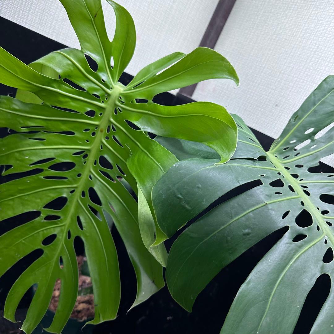 H*K様 モンステラデリシオーサマクロコズム超希少系統鉢植え85㎝