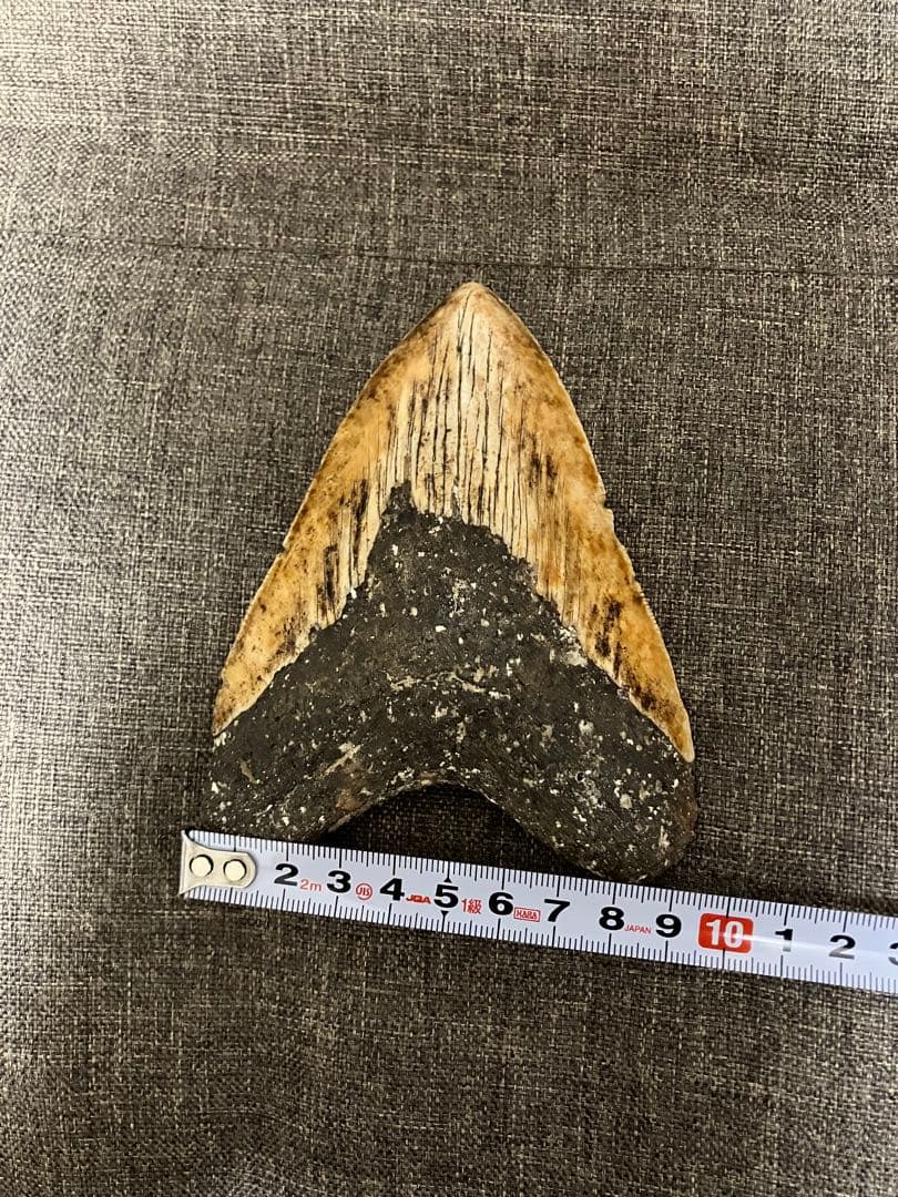 メガロドン　牙　歯　化石