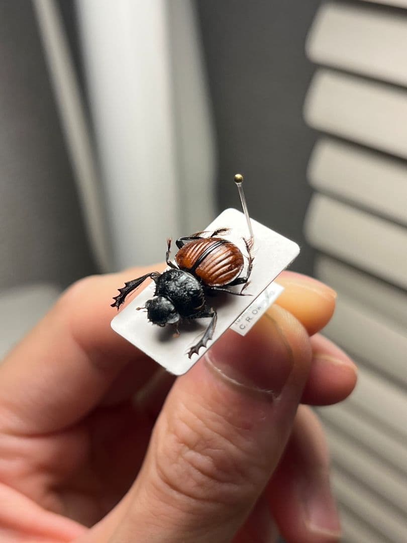 【属内入門種】Pachysoma denticollis パキソマ フンチュウ