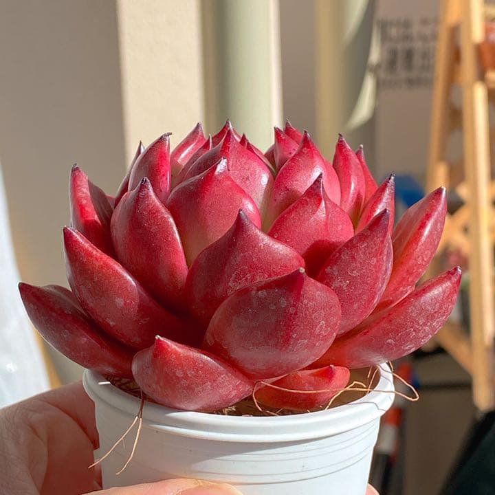 どっしり鮮やか！　アメストロ②