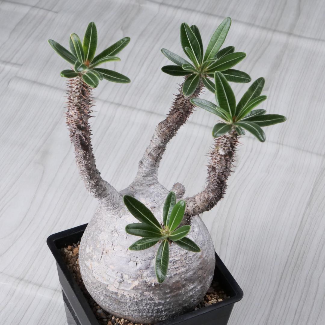 パキポディウム グラキリス Pachypodium gracilius ⑦