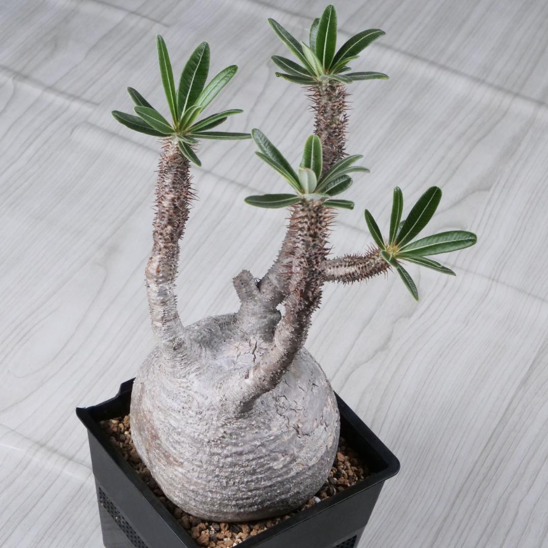 パキポディウム グラキリス Pachypodium gracilius ⑦