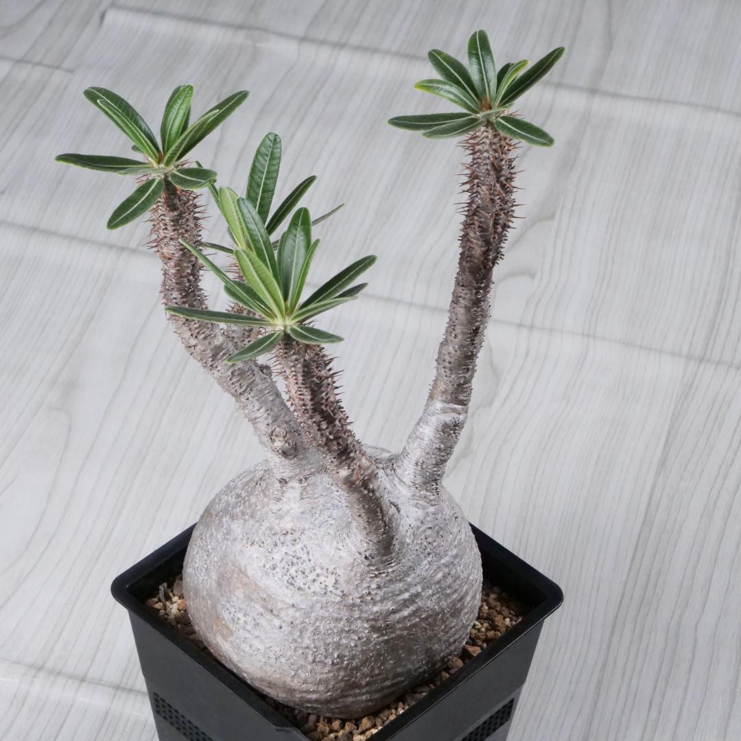 パキポディウム グラキリス Pachypodium gracilius ⑦