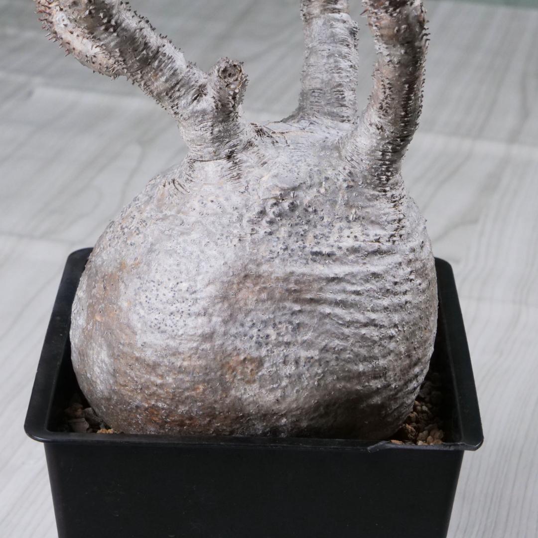 パキポディウム グラキリス Pachypodium gracilius ⑦