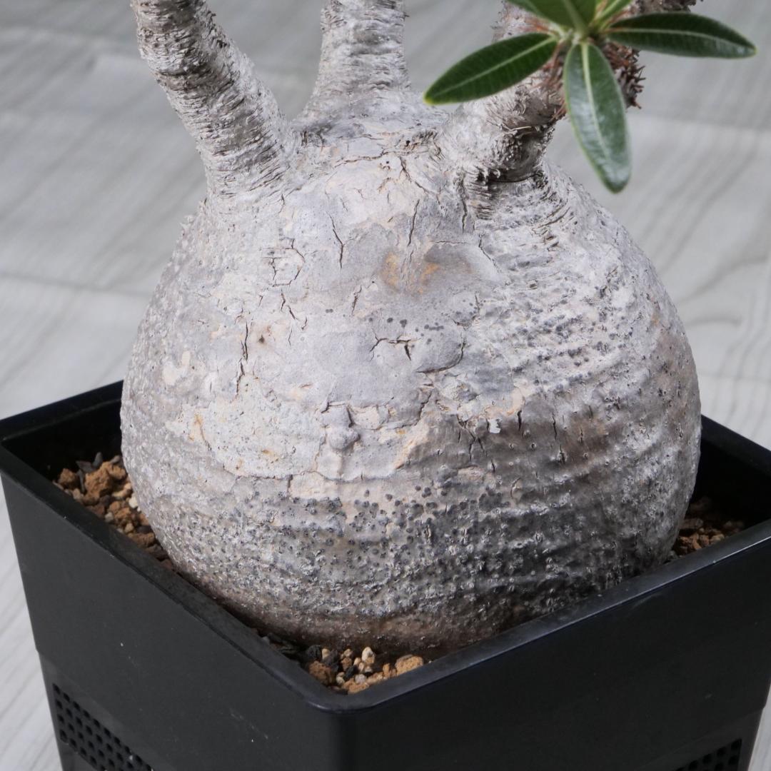 パキポディウム グラキリス Pachypodium gracilius ⑦