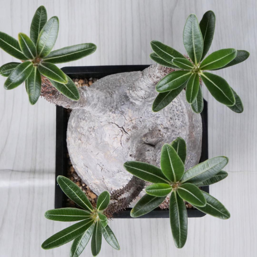 パキポディウム グラキリス Pachypodium gracilius ⑦