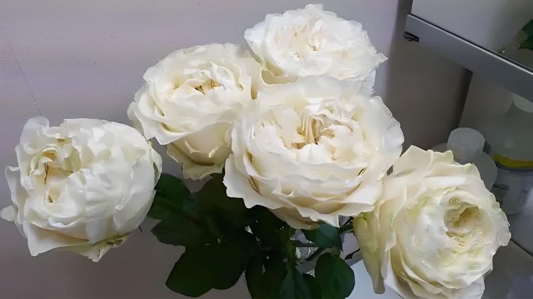 切花バラ苗