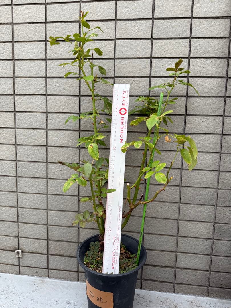 切花バラ苗