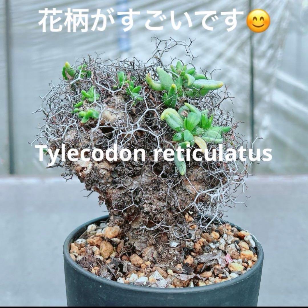 【アフロタイプ★これは凄いです★大特価】　チレコドン　レティキュラーツス　万物想