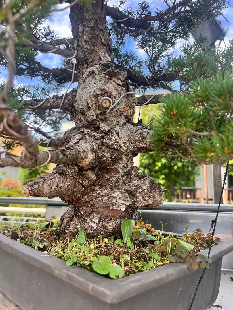 九重　五葉松　盆栽