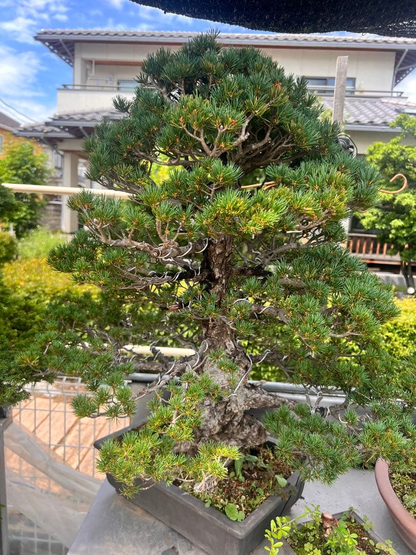 九重　五葉松　盆栽