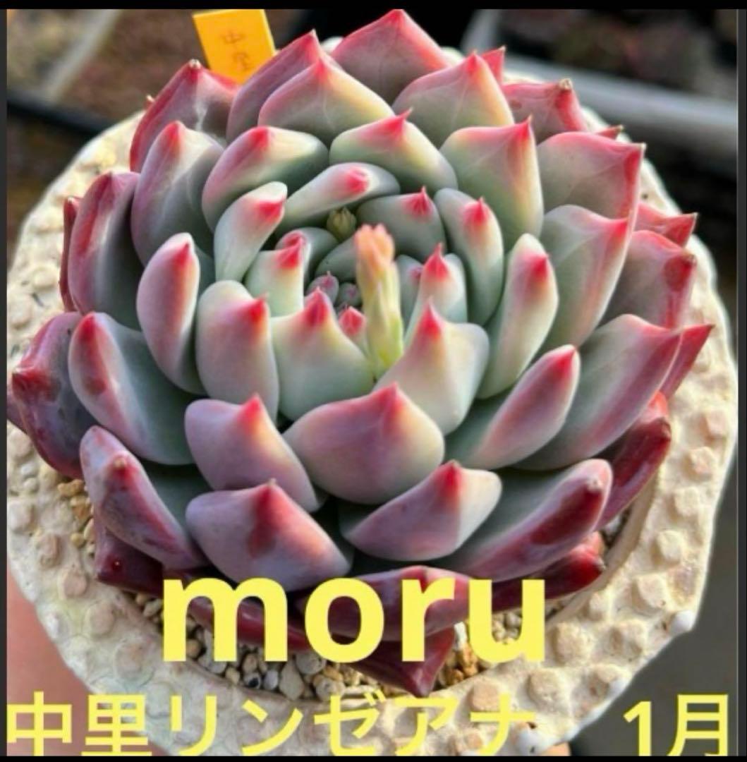 Y*照様 リンゼアナセット❤️