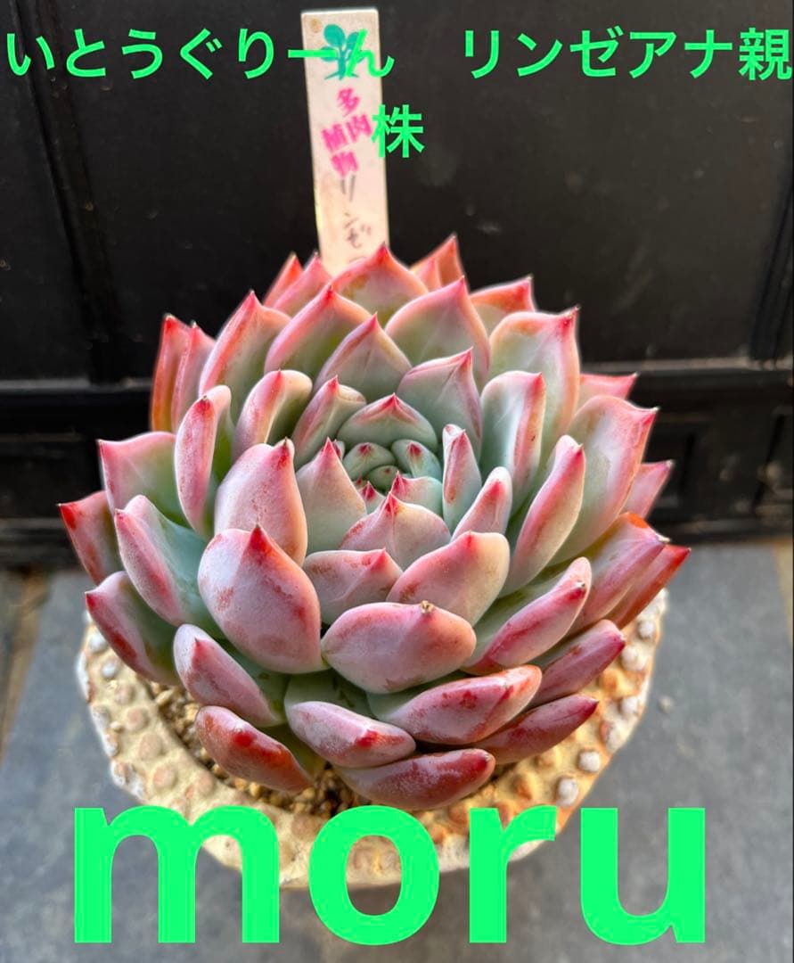 Y*照様 リンゼアナセット❤️