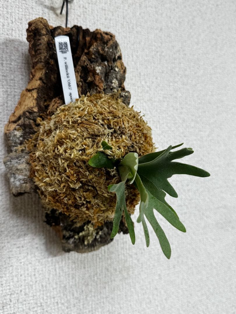 P. willinckii 'OMG'spore コルク　ビカクシダ
