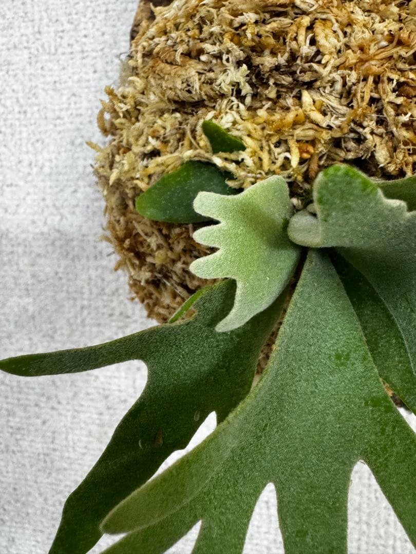 P. willinckii 'OMG'spore コルク　ビカクシダ