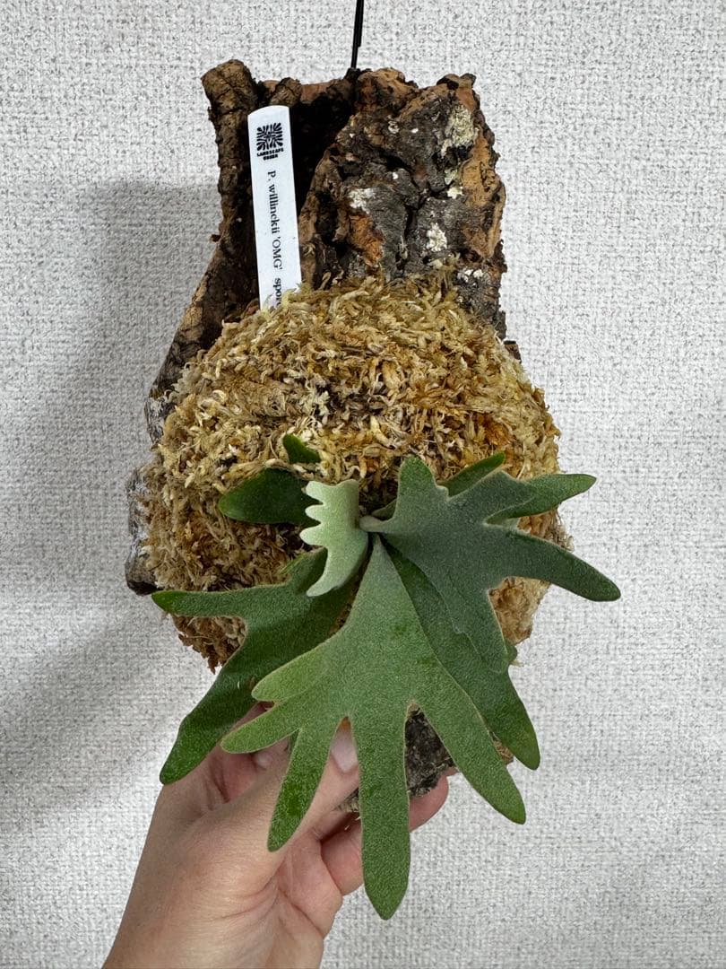 P. willinckii 'OMG'spore コルク　ビカクシダ