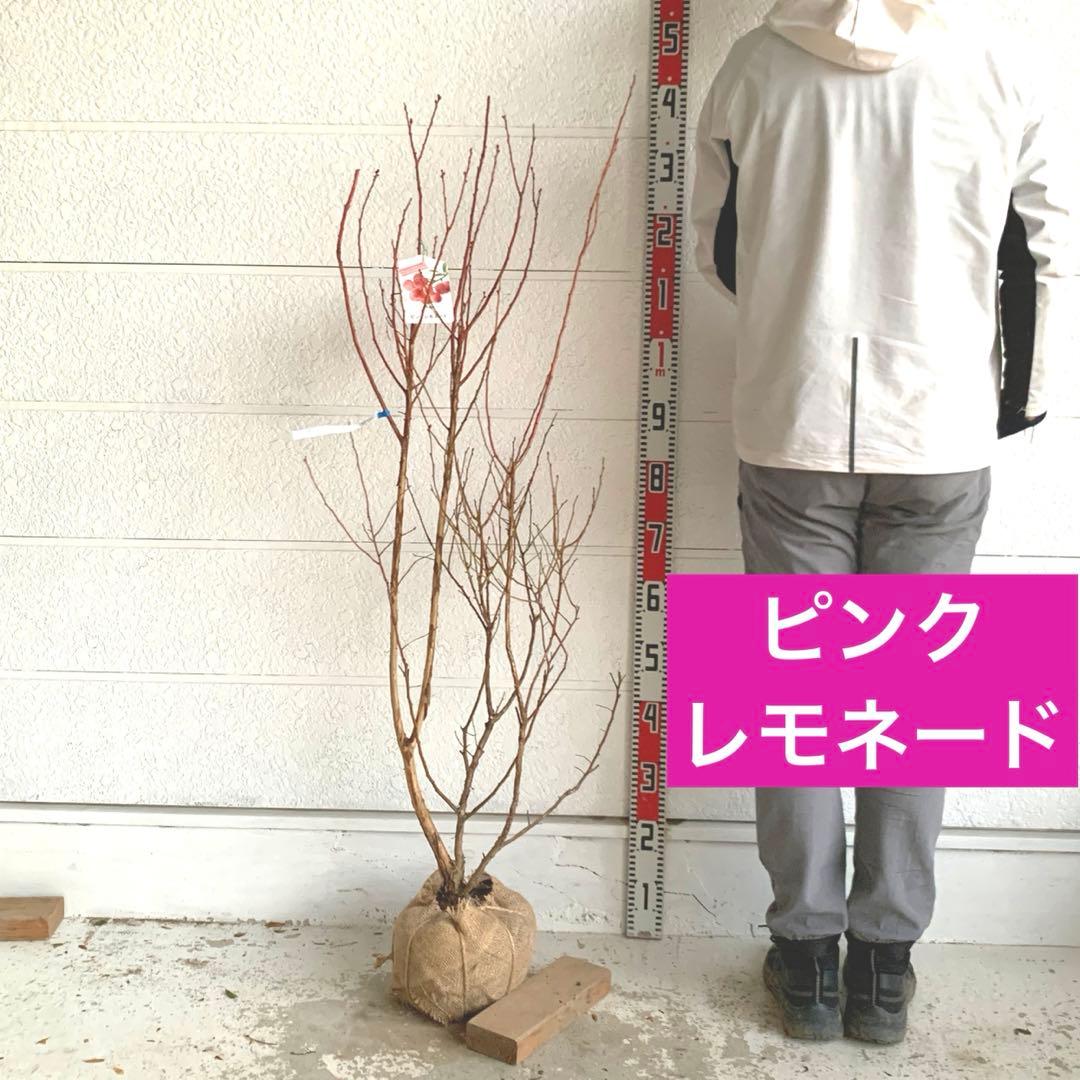 ピンクの実　ブルーベリー　ピンクレモネード　苗木/果樹苗/果物　89
