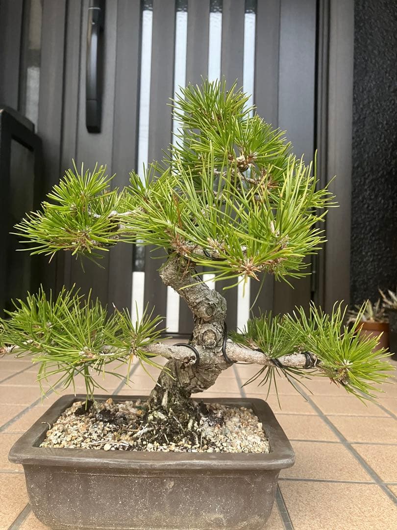 ◉黒松盆栽　究極の逸品　樹形の美しい模様木　★究極の逸品！大幅値下げ2/15日迄