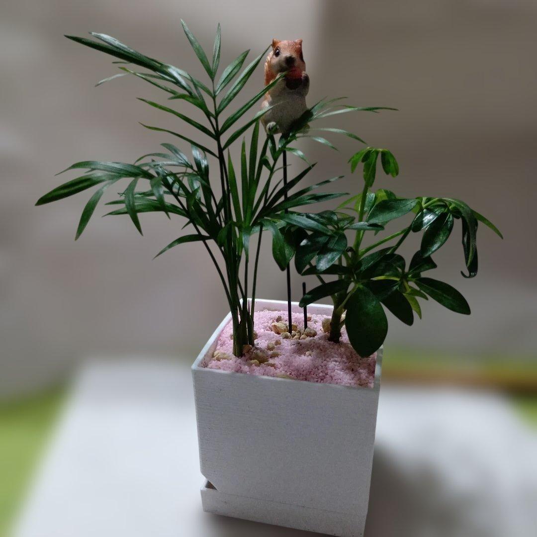 テーブルヤシ・カボック観葉植物 四角形鉢