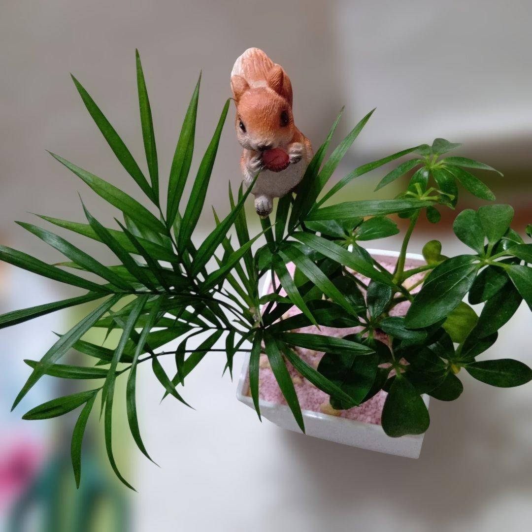 テーブルヤシ・カボック観葉植物 四角形鉢
