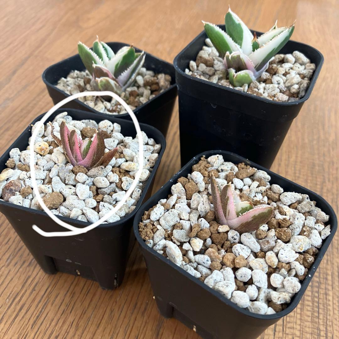 【鉢ごと発送】②希少　発根済　安定株　アガべ　チタノタ　豆豆龍錦　TC 白覆輪