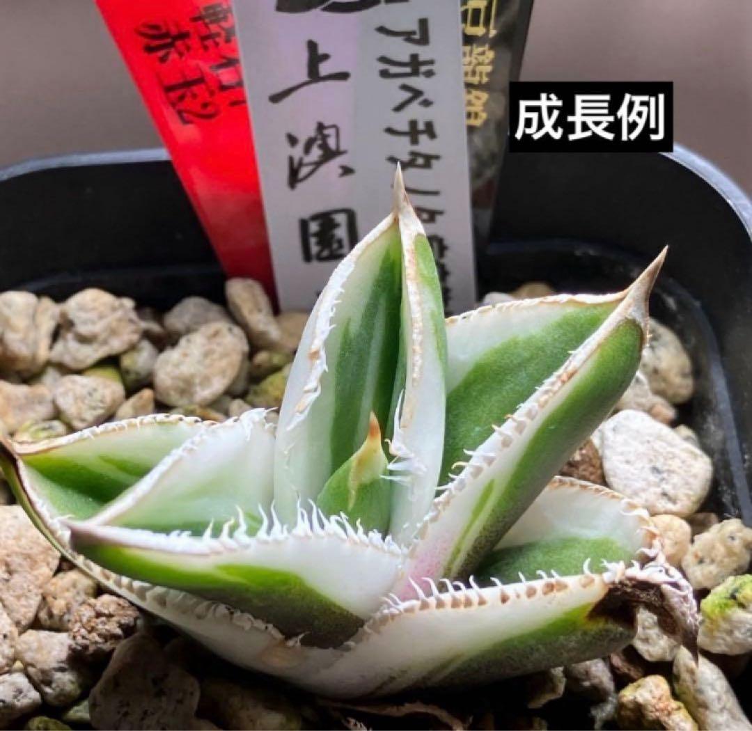 【鉢ごと発送】②希少　発根済　安定株　アガべ　チタノタ　豆豆龍錦　TC 白覆輪