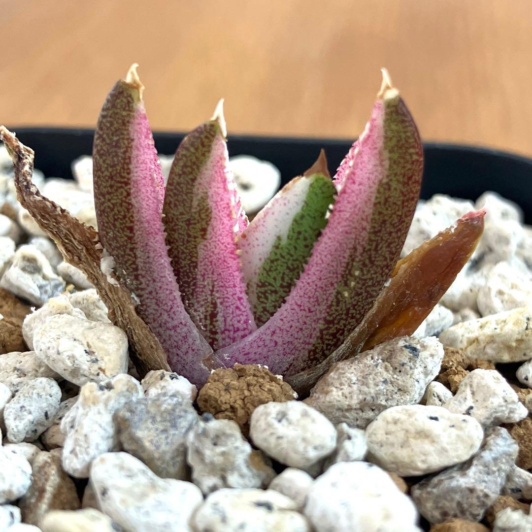 【鉢ごと発送】②希少　発根済　安定株　アガべ　チタノタ　豆豆龍錦　TC 白覆輪