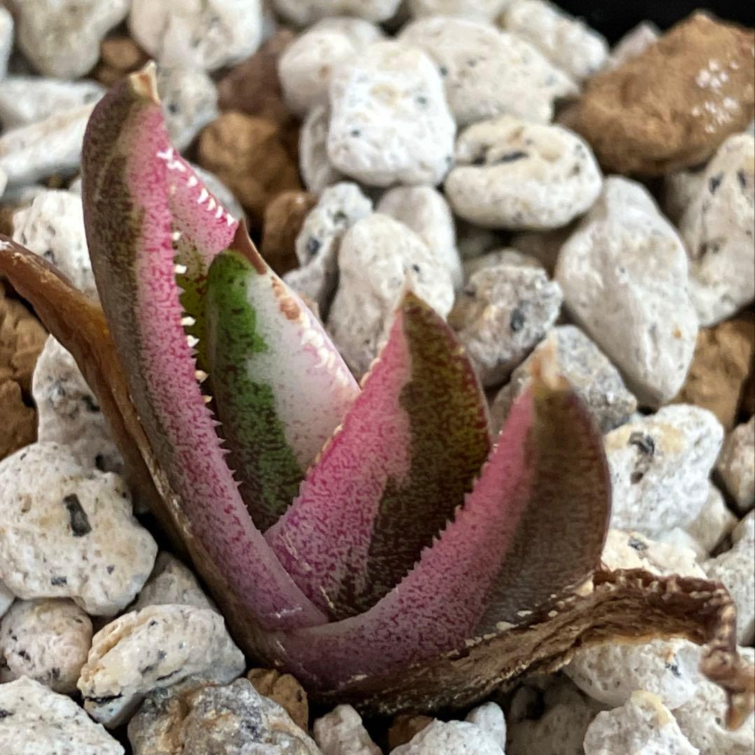 【鉢ごと発送】②希少　発根済　安定株　アガべ　チタノタ　豆豆龍錦　TC 白覆輪