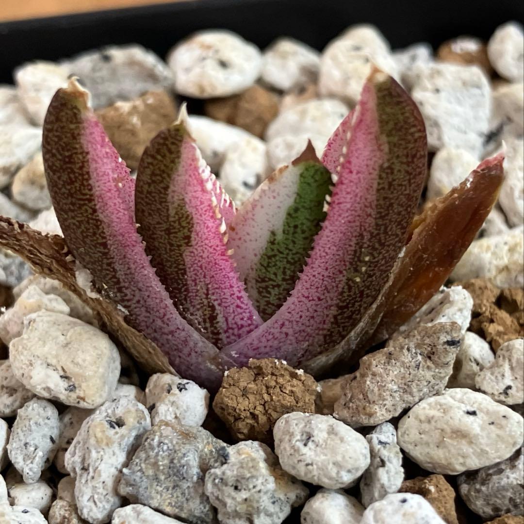【鉢ごと発送】②希少　発根済　安定株　アガべ　チタノタ　豆豆龍錦　TC 白覆輪