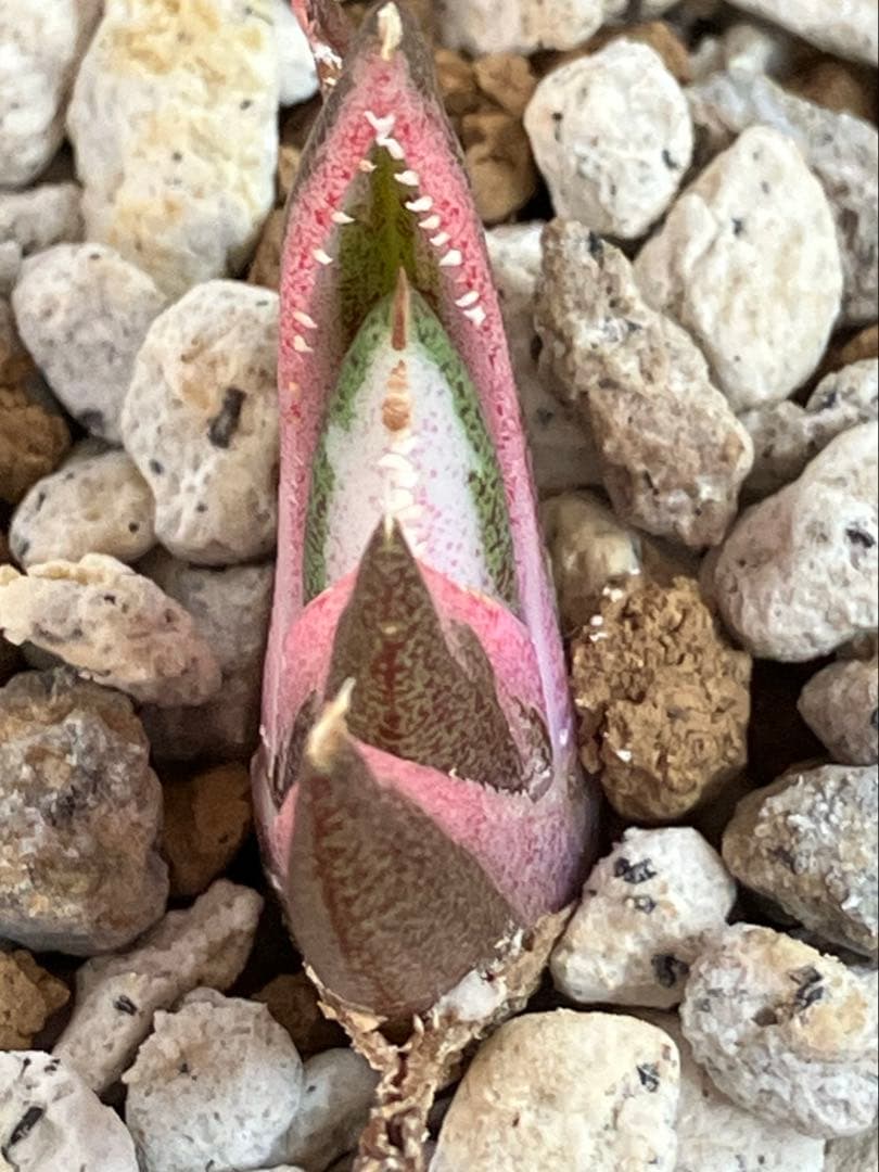 【鉢ごと発送】②希少　発根済　安定株　アガべ　チタノタ　豆豆龍錦　TC 白覆輪
