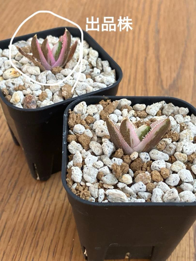 【鉢ごと発送】②希少　発根済　安定株　アガべ　チタノタ　豆豆龍錦　TC 白覆輪