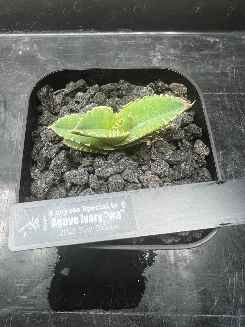 Agave Ivory \