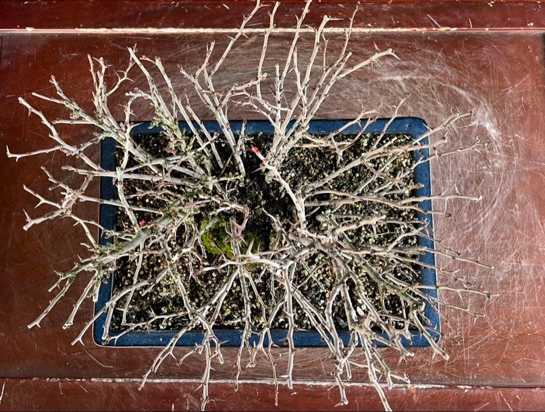 白木盆栽園　赤花　長寿梅　盆栽　樹高19センチ　楓カエデ紅葉モミジ欅花物観葉植物