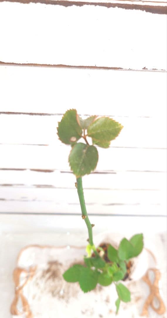 ❀マホさま❀　バラ　苗　切り花品種　スミ