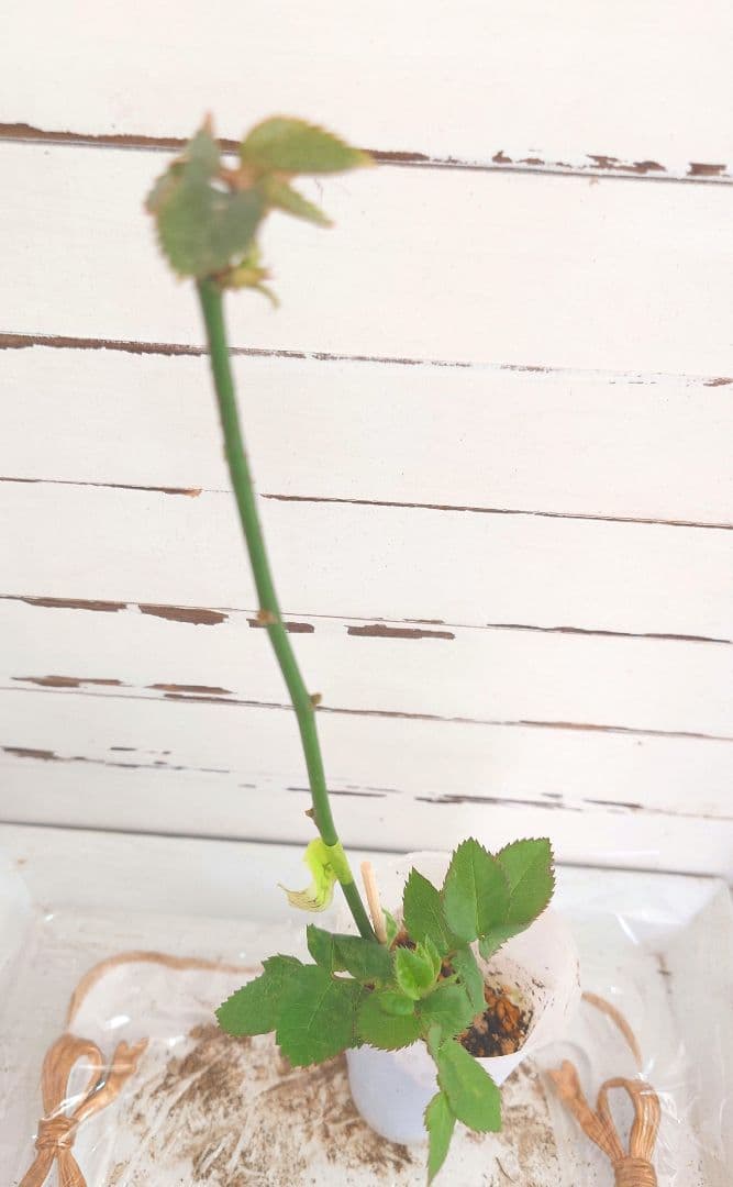 ❀マホさま❀　バラ　苗　切り花品種　スミ