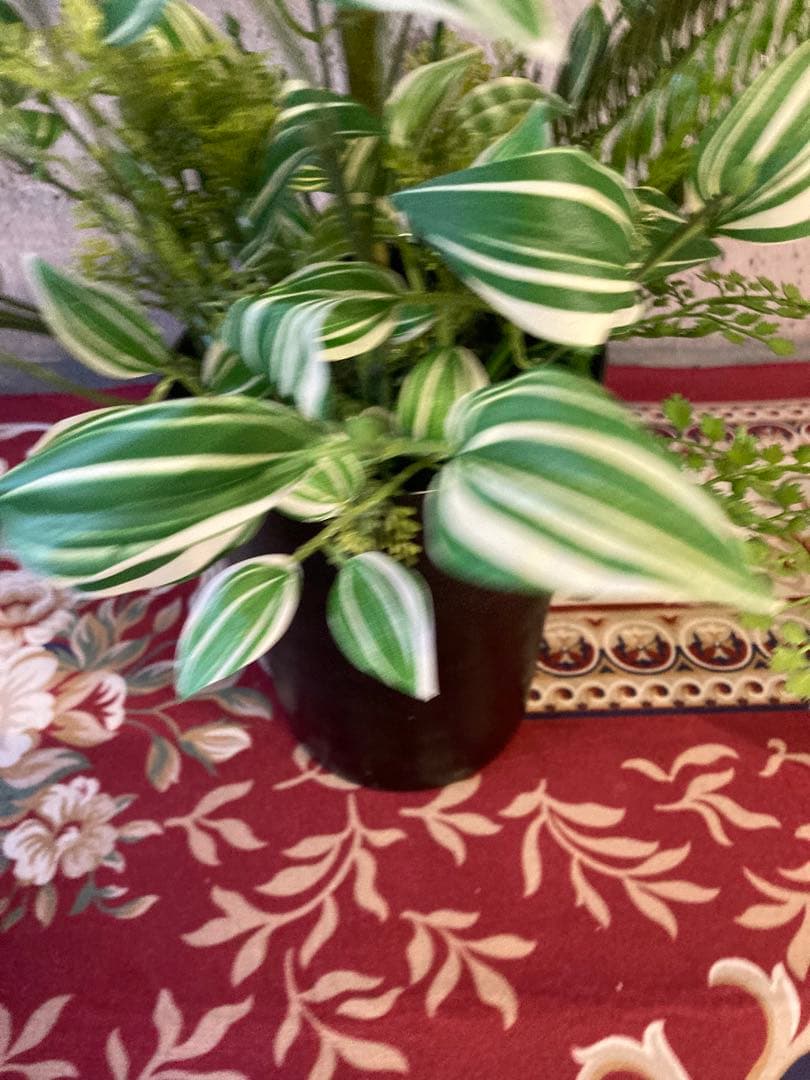 光触媒　人工観葉植物　ウォールグリーン　フェイクグリーン　pシーグレープトラカン