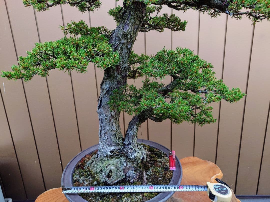 ※引取限定※　盆栽　瑞祥　五葉松　樹高105cm