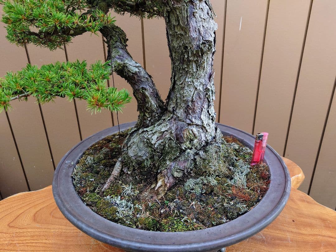 ※引取限定※　盆栽　瑞祥　五葉松　樹高105cm