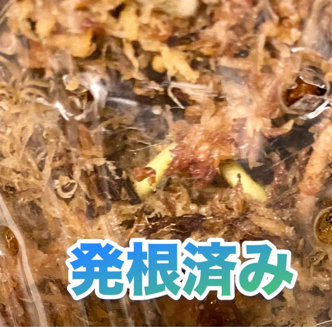 大葉3枚葉　モンステラ　セブブルーミント　イエローマリリン　鉢のまま発送　班入り